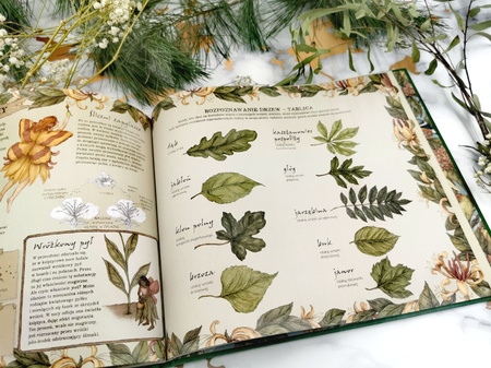 Historia naturalna wróżek